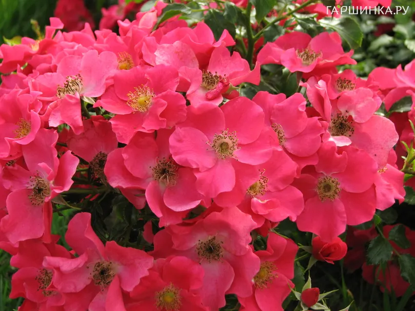 Роза Розита