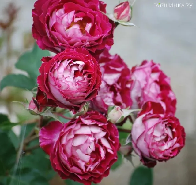 Роза Бэль Де Сегоза