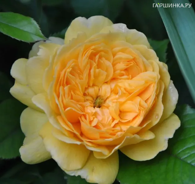 Роза Леа Туту