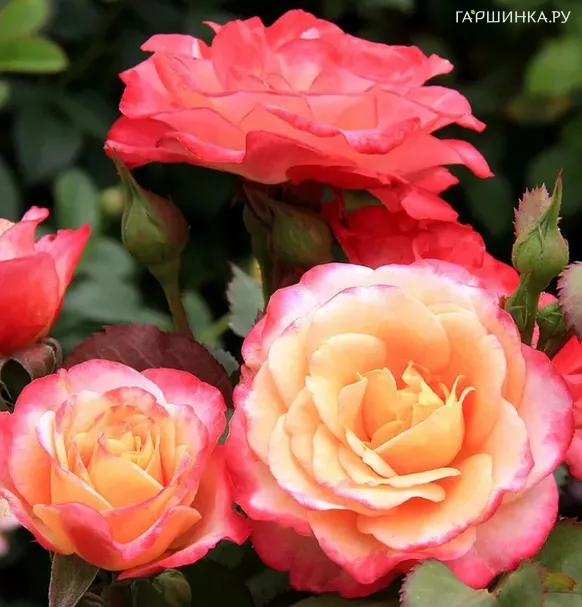 Роза Марсель Ан Флерс