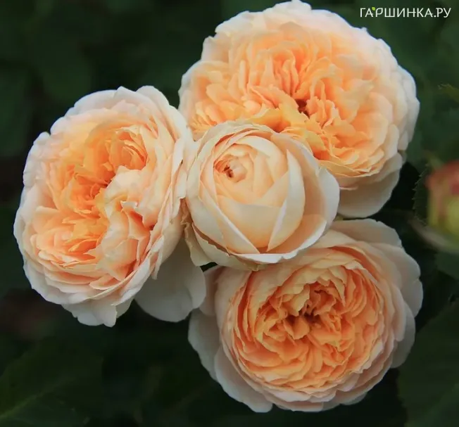 Роза Дэни Хан