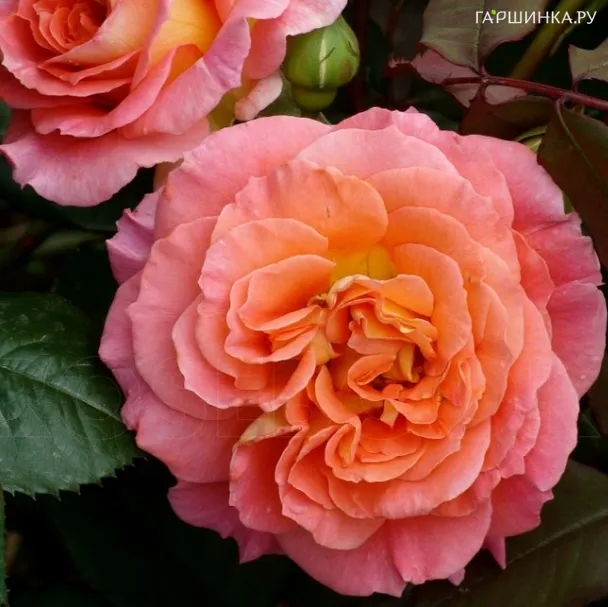 Роза Мами Дитьер