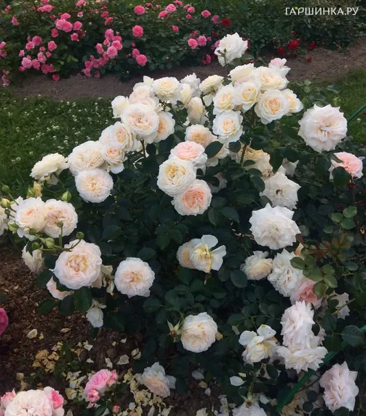 Роза Крим Эбандэнс