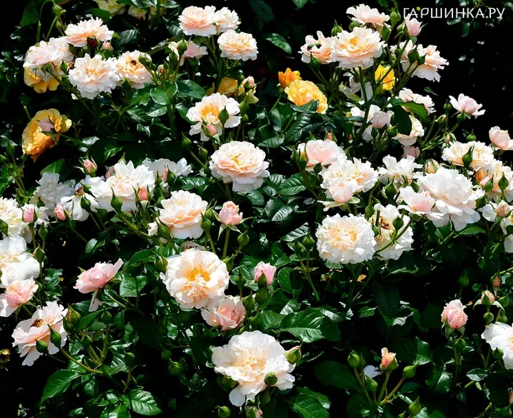 Роза Твиггис Роуз