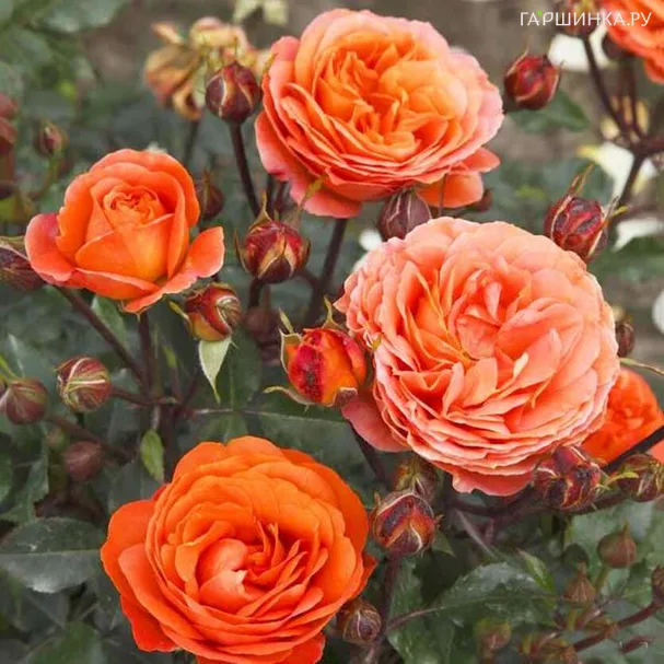 Роза Феникс флорибунда