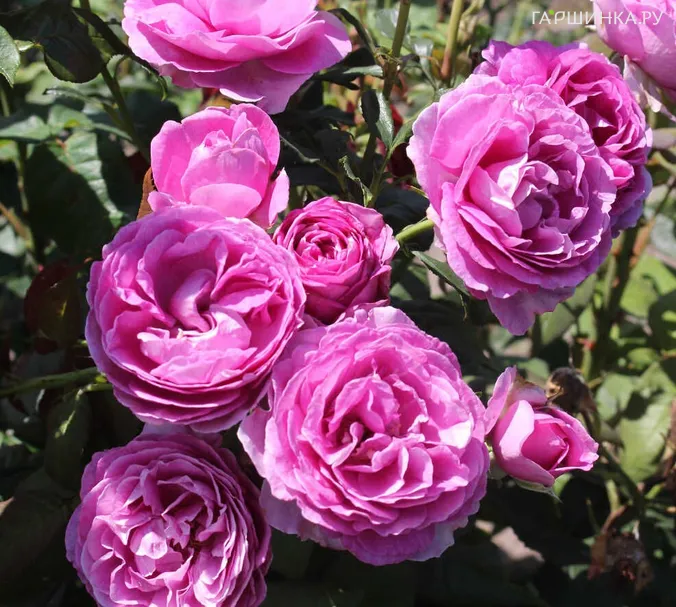 Роза Кармен Вюрт флорибунда