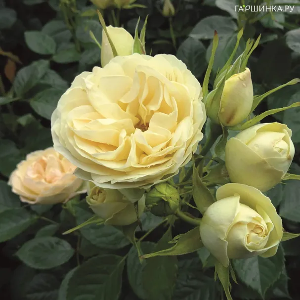 Роза Шампань Рококо