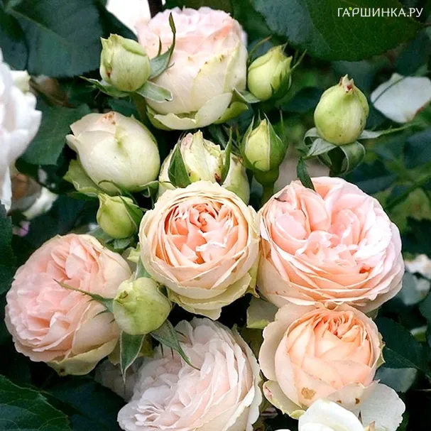 Роза Сан Суси флорибунда