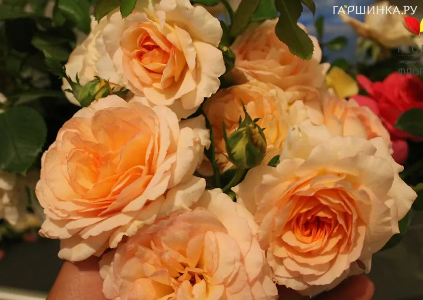 Роза Кокард