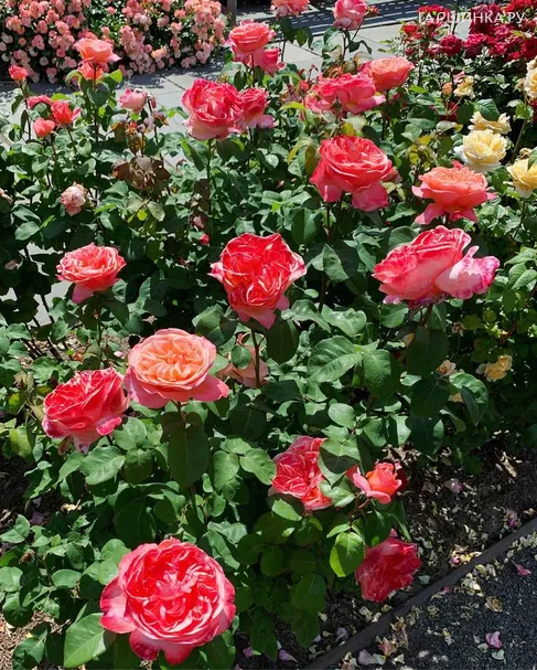 Роза Мадемуазель Мейян