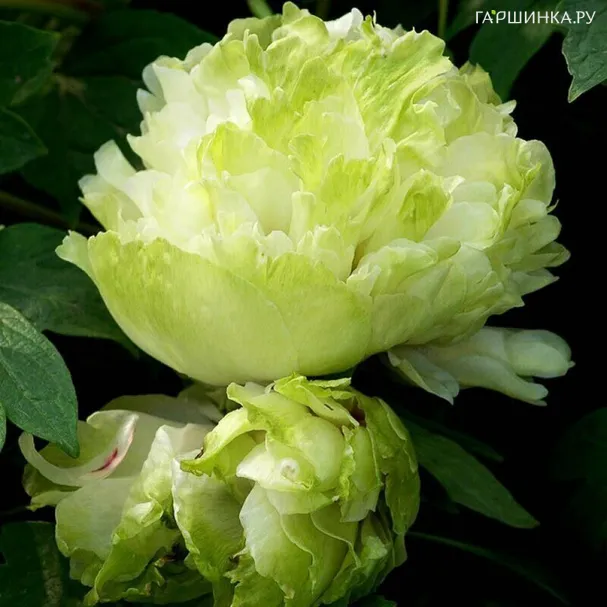 Пион Зеленый Шар древовидный зеленый