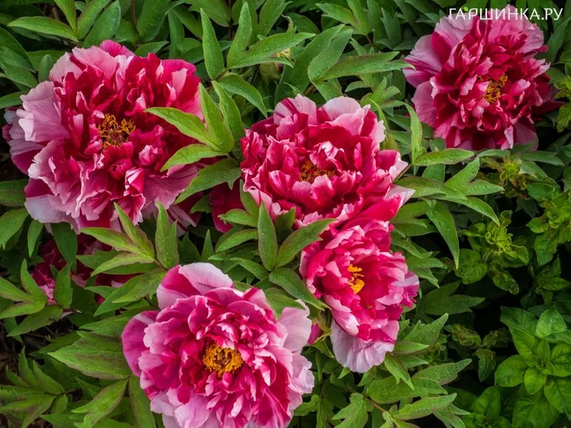 Пион Инь и Янь древовидный многоцветный