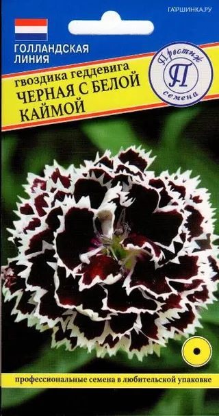 Гвоздика геддевига Черная с белой каймой 15 шт, Престиж