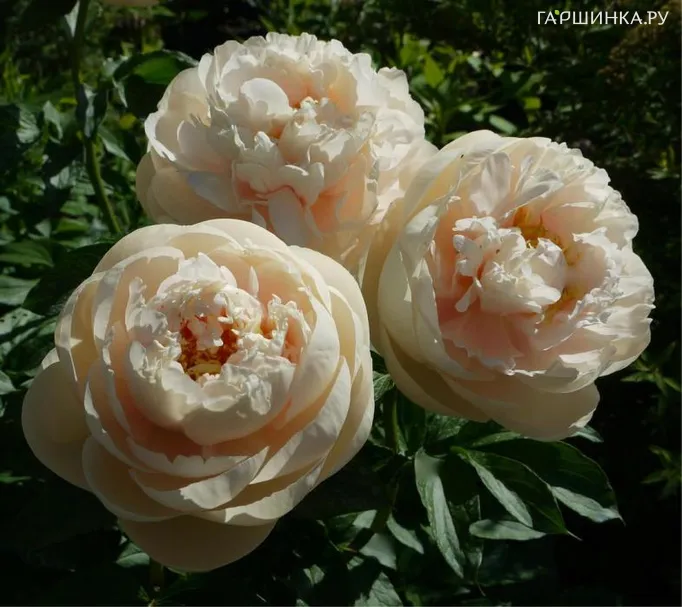 Пион Пастелеганс