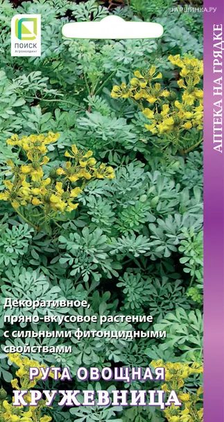 Рута Кружевница овощная 25 шт, Семена Поиск