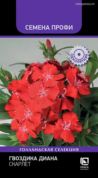 Гвоздика Диана Скарлет 10, Семена Поиск