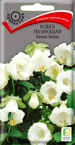 Кобея лазающая Винно-белая 5, Поиск