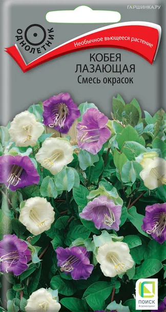 Кобея лазающая Смесь окрасок 5, Поиск