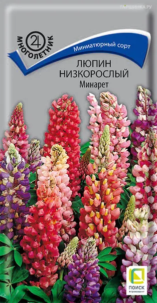 Люпин низкорослый Минарет 1, Поиск