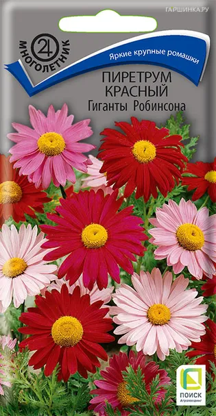 Пиретрум красный Гиганты Робинсона 0,2, Поиск