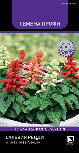 Сальвия Редди Клеопатра Микс 10, Поиск