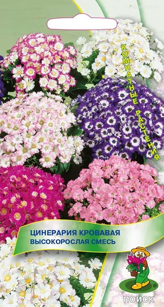 Цинерария Высокорослая смесь кровавая 0,01 г, Семена Поиск