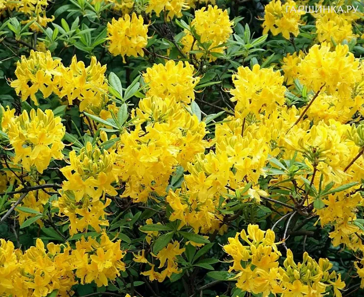 Азалия понтийская