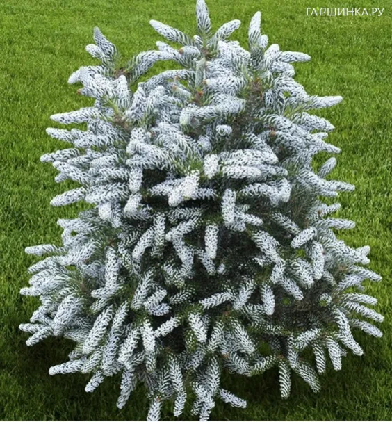 Пихта корейская Сильвер Стар