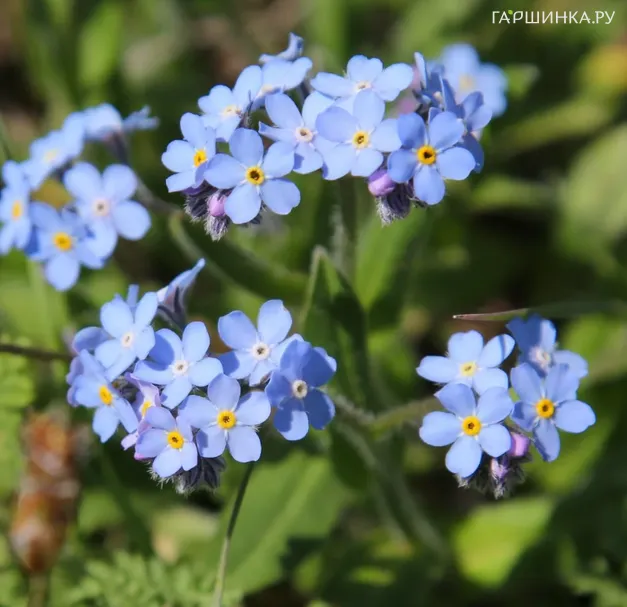Незабудка болотная