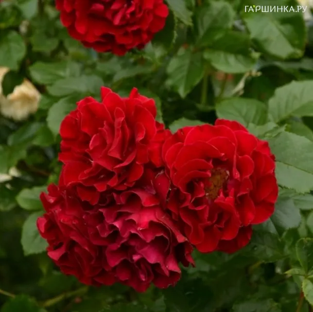 Роза Пейсли Абби, Харкнесс (лиц)