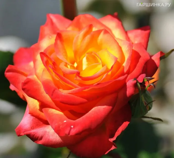 Роза Самба, Кордес (лиц)