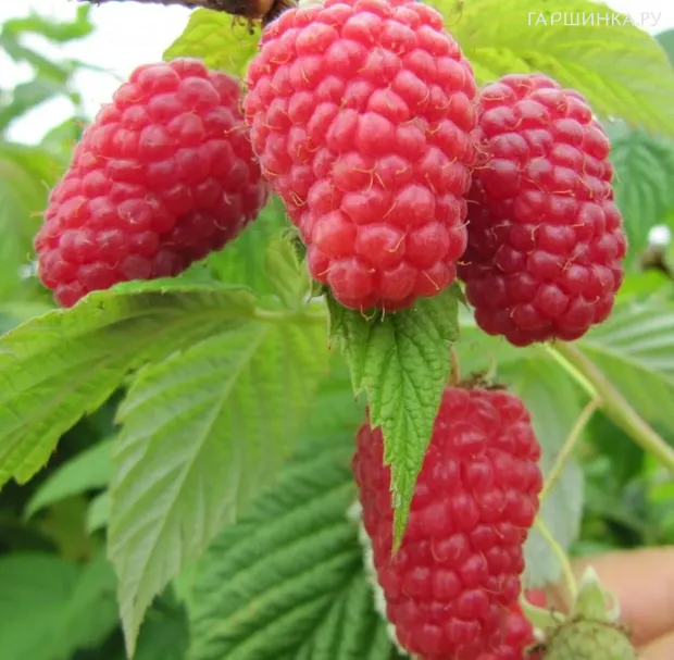 Малина Самородок ремонтантная бесшипная