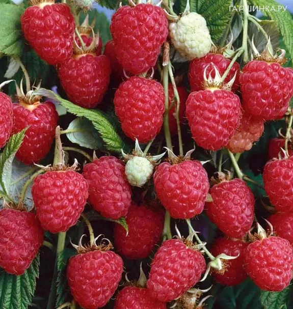 Малина Крепыш