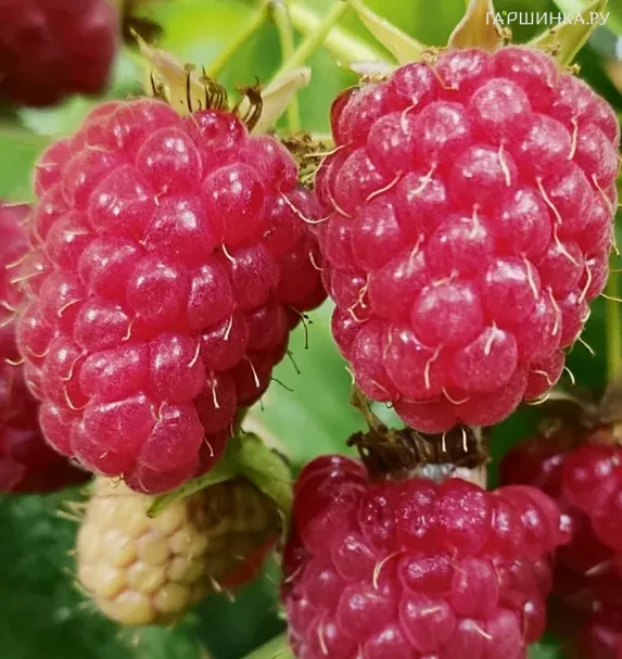 Малина Татьяна бесшипная