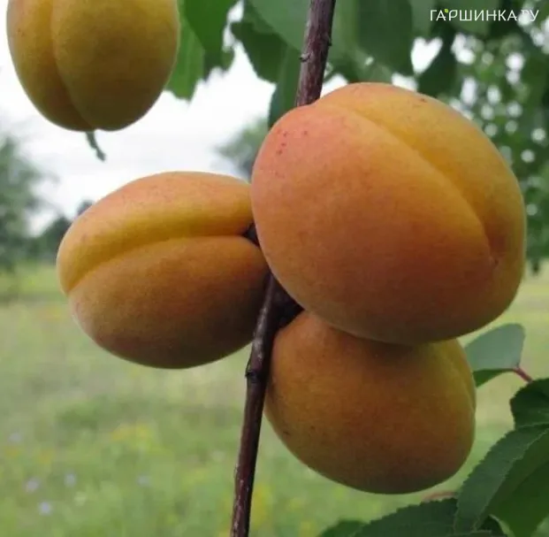 Абрикос Сибирский Королевский