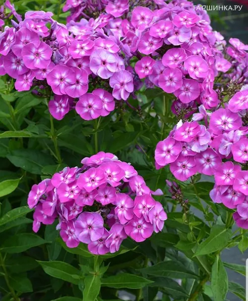 Флокс Селена метельчатый