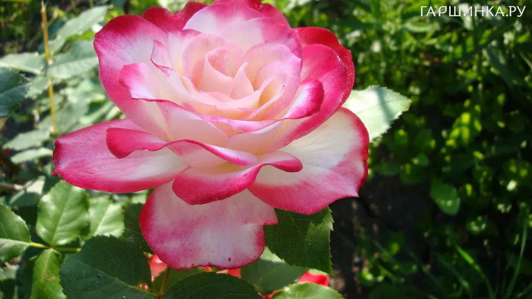 Роза Юбилей Принц Монако