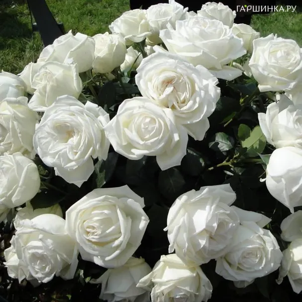 Роза Жанна Моро, Топалович (лиц)