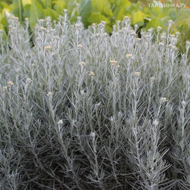 Гелихризум итальянский Толл Карри