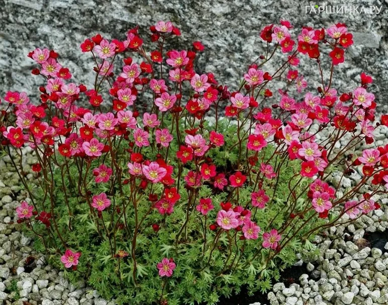 Камнеломка Хайландер Ред