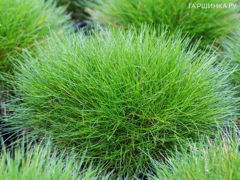 Овсяница Готье Тедди Бир