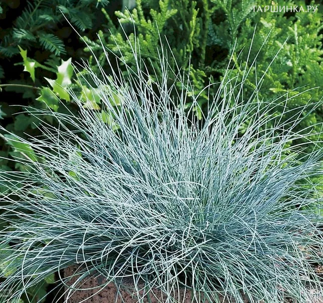 Овсяница сизая Бадди Блю