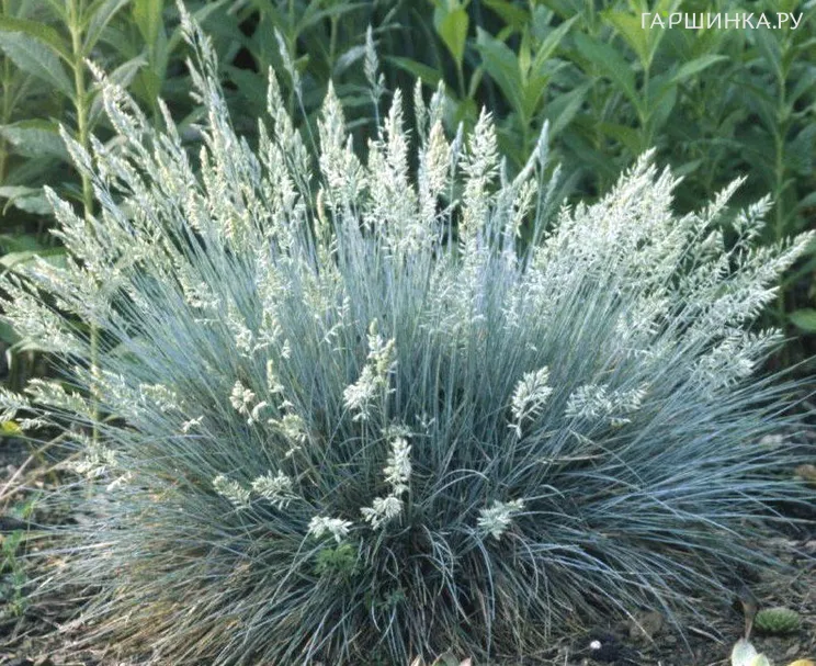 Овсяница Варна сизая