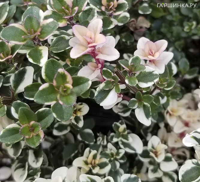 Тимьян блошиный Фоксли