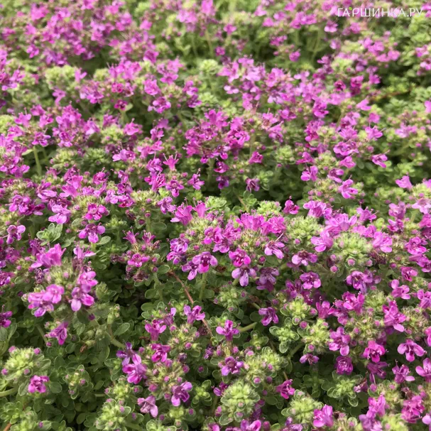 Тимьян ползучий Пинк Чинтз
