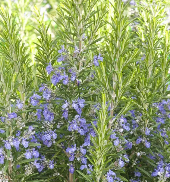 Розмарин лекарственный Марезме Имп.