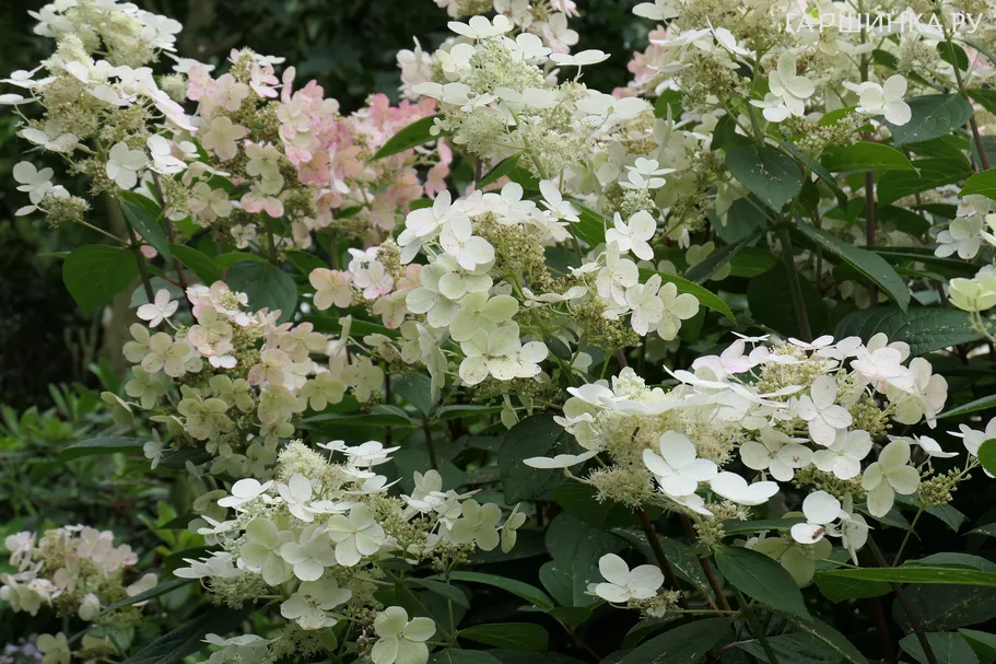 Гортензия Эрли Сенсейшн (Ранняя Сенсация) метельчатая