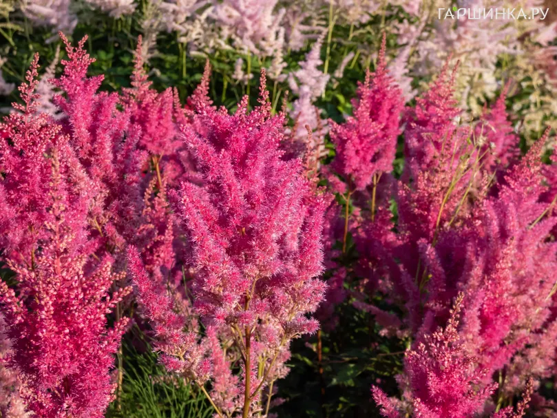 Астильба Арендса Глория Пурпуреа