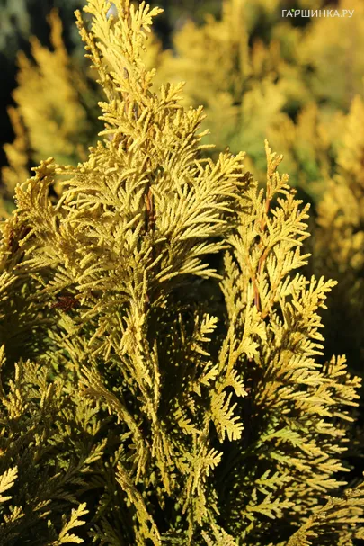 Кипарисовик Лавсона Эректа Ауреа