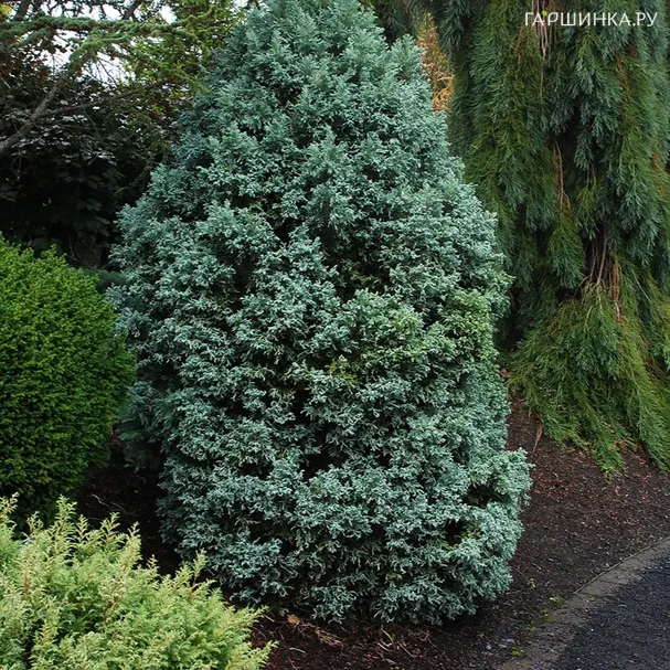 Кипарисовик Топ Поинт туевидный